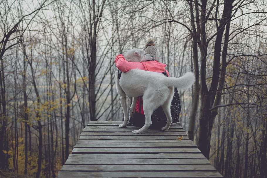 person hugging dog on bridge, person hug dog on dock, deck, tree HD wallpaper