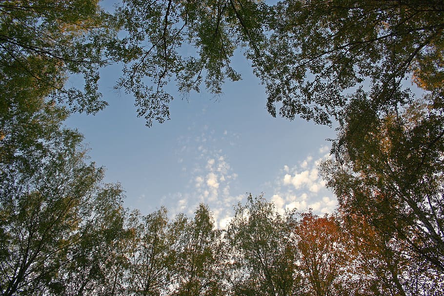 krone, tree, sky, nature, plant, low angle view, beauty in nature HD wallpaper