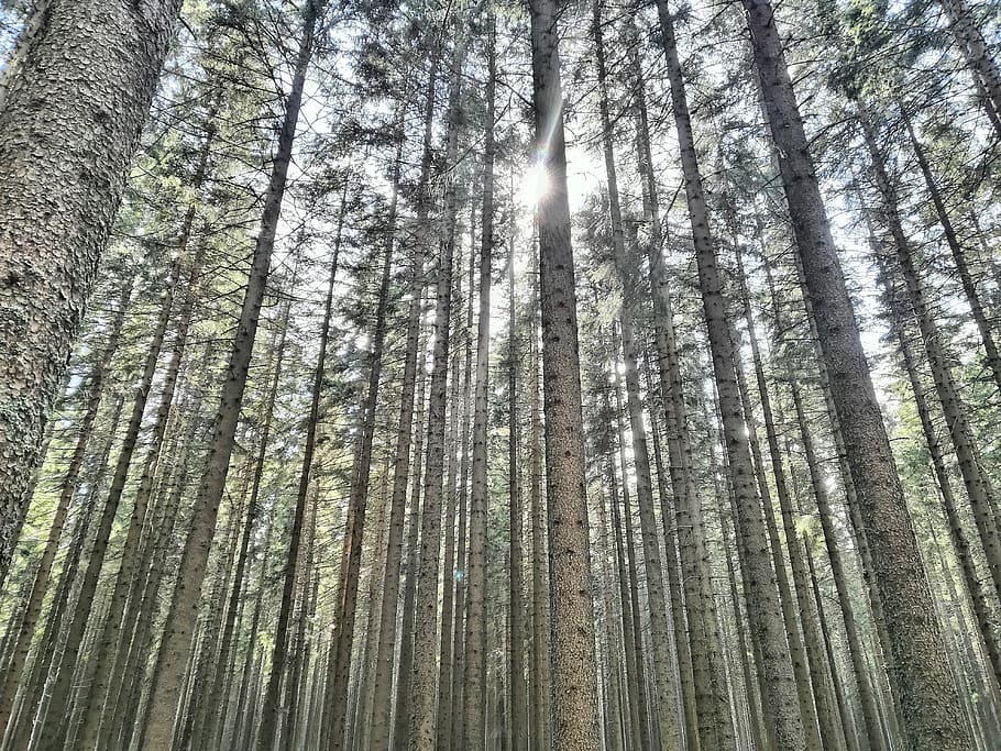 forest, nature, trees, plant, land, trunk, tranquility, woodland HD wallpaper