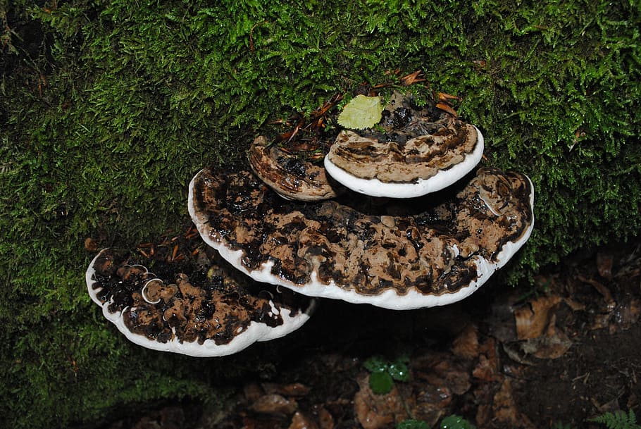 fungus, tree, strain, moss, polypore, high angle view, food and drink HD wallpaper