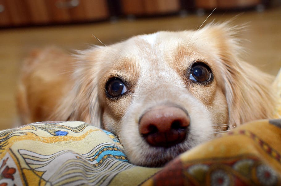 dog, nose, eyes, each, devotion, mammal, domestic, pets, one animal HD wallpaper