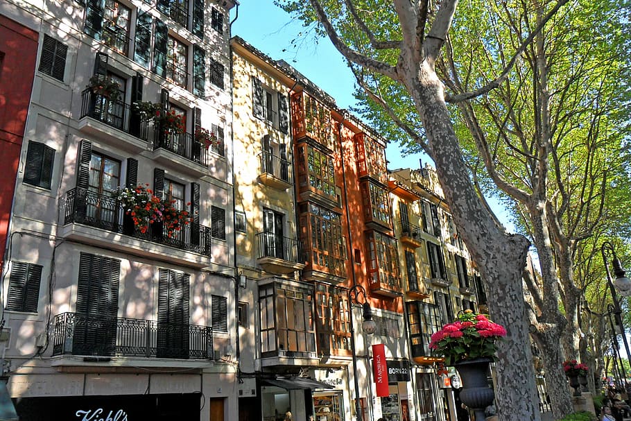 green leafed tree in front of gray apartment during daytime HD wallpaper