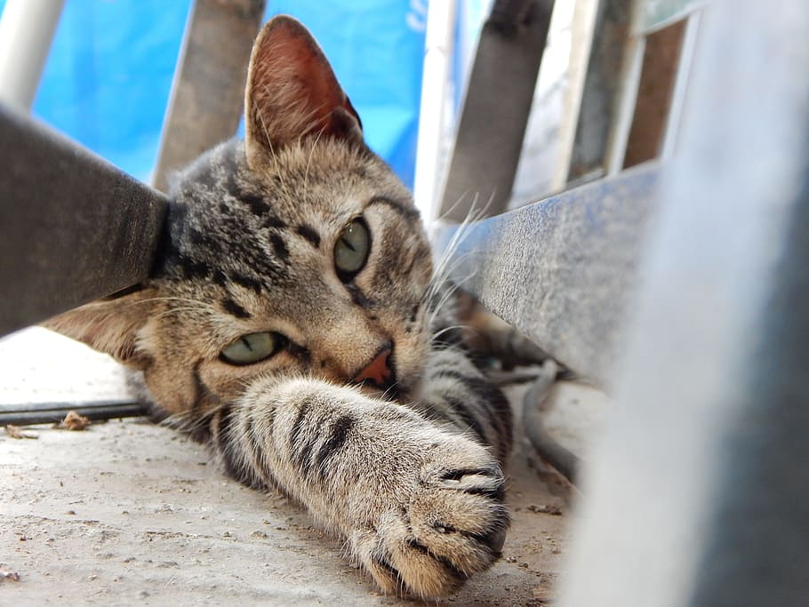 brown tabby cat, pet, rest, mammal, relaxation, animal themes HD wallpaper