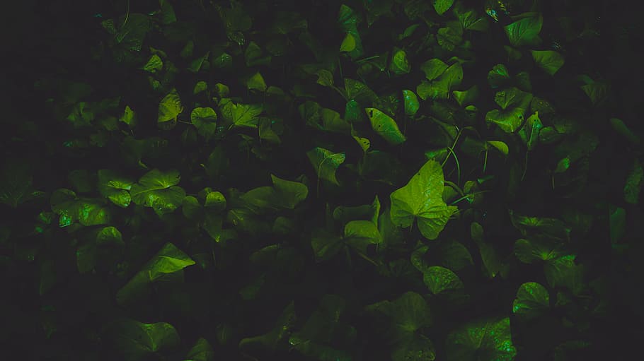 green leafed plants, green leaves, Wild Green, ivy, nature, backgrounds HD wallpaper