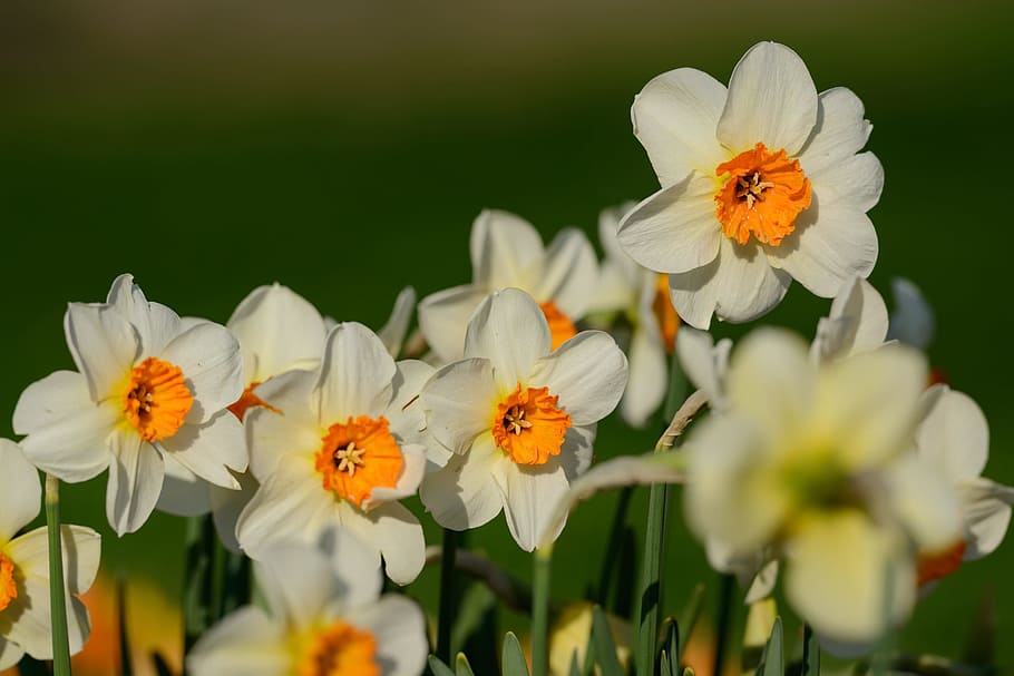 Daffodils, Narcissus, Spring, flower, flowers, nature, plant HD wallpaper
