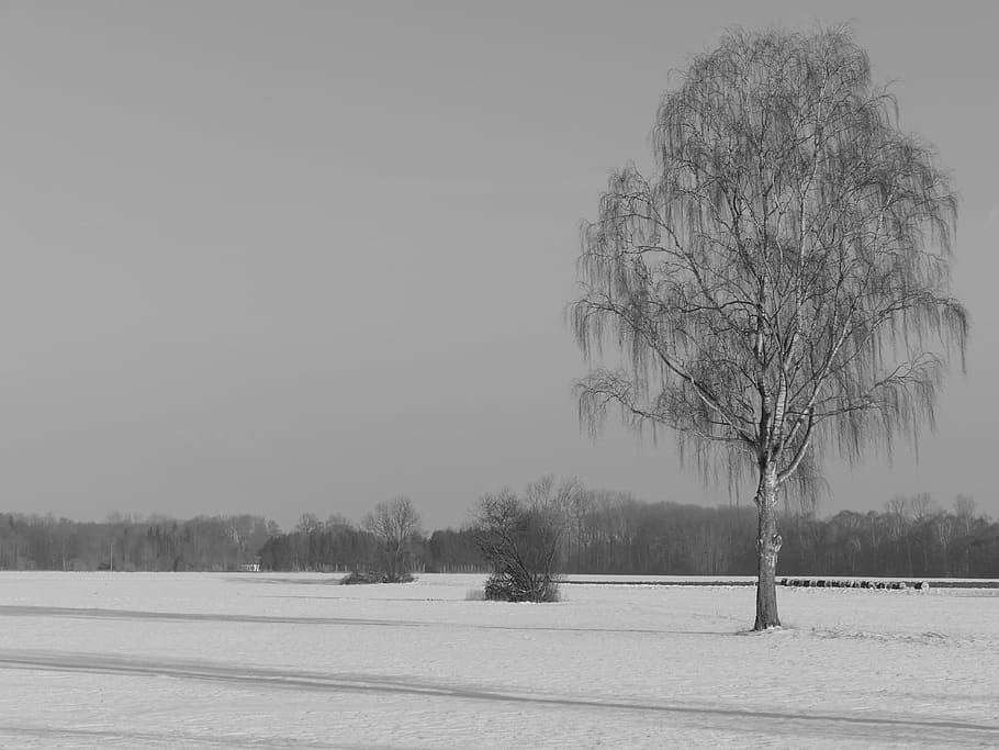 tree, lonely, birch, nature, snow, landscape, rest, winter HD wallpaper