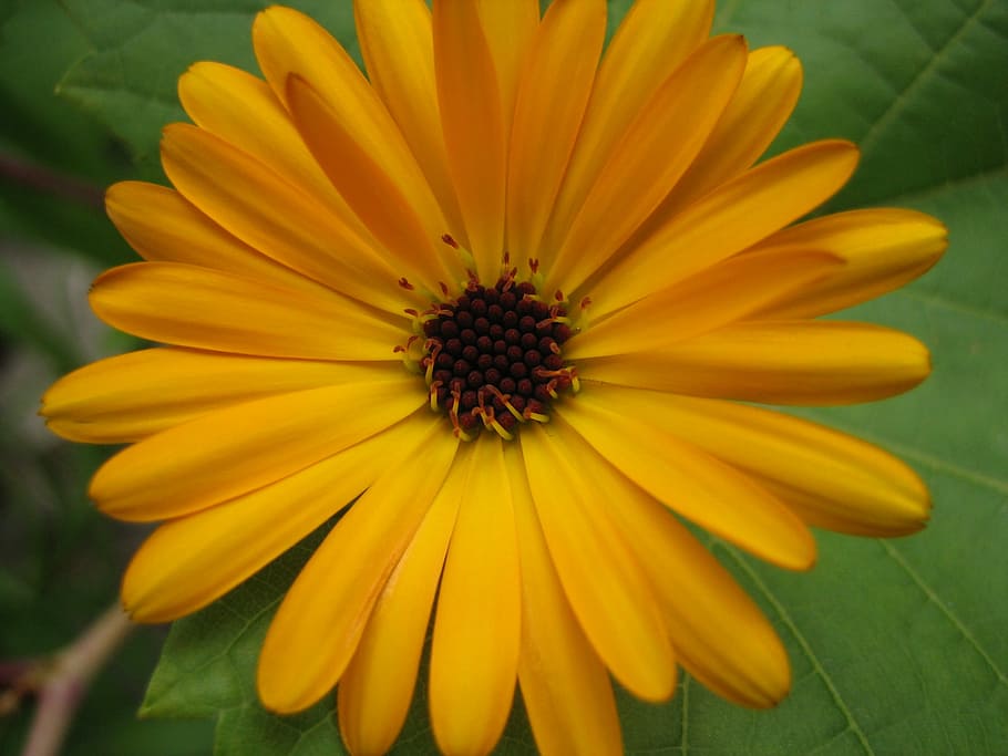 Flower, Calendula, Nature, petal, yellow, fragility, plant HD wallpaper