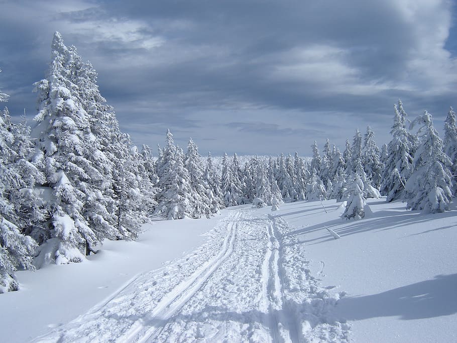 winter, path, snow, cold temperature, cloud - sky, tree, plant HD wallpaper