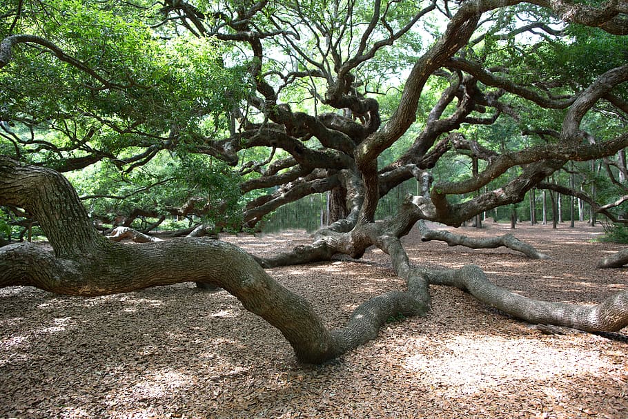 Angel Oak, Charleston, Oak, Tree, nature, day, outdoors, tranquility, HD wallpaper