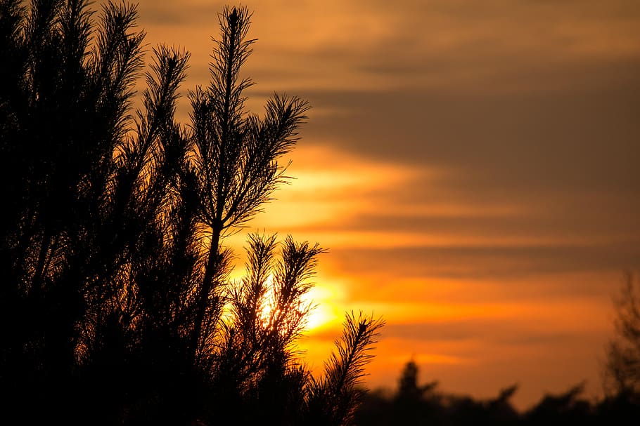 sunset, pine, needles, branches, yellow, orange, mood, abendstimmung HD wallpaper