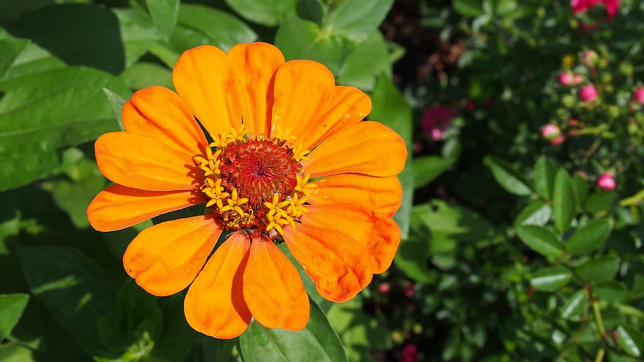 Zinnia, Flower, Flower, Garden, Plot, Nature, the plot, zinnia daliowa HD wallpaper