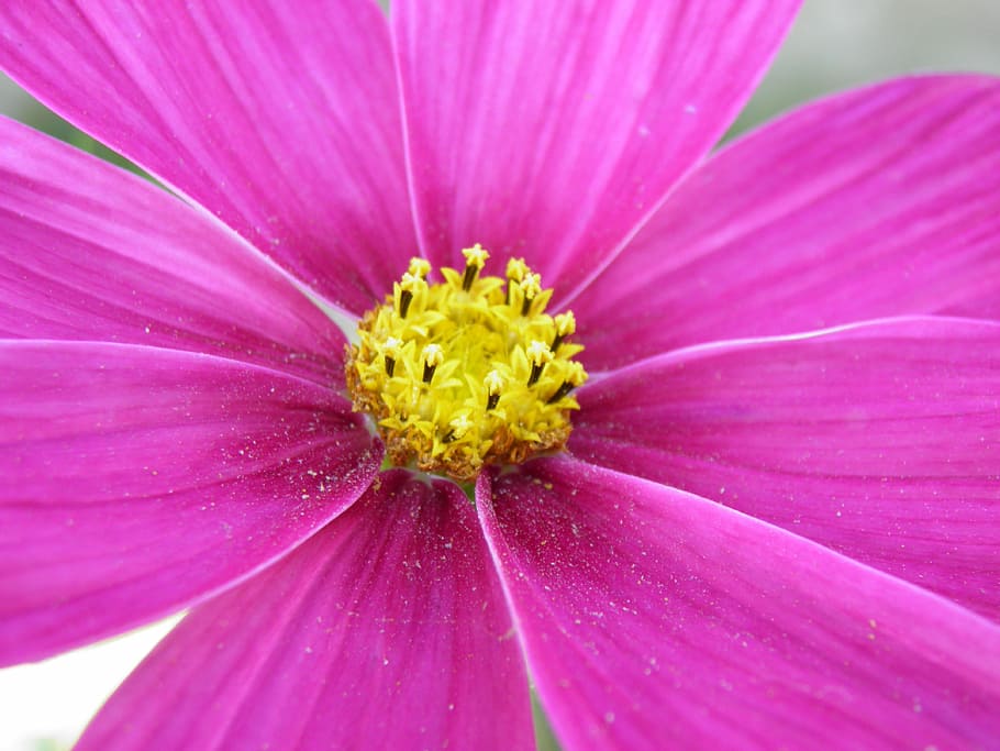 Plants, Flower, Macro, Violet, Prague, petal, fragility, flower head HD wallpaper