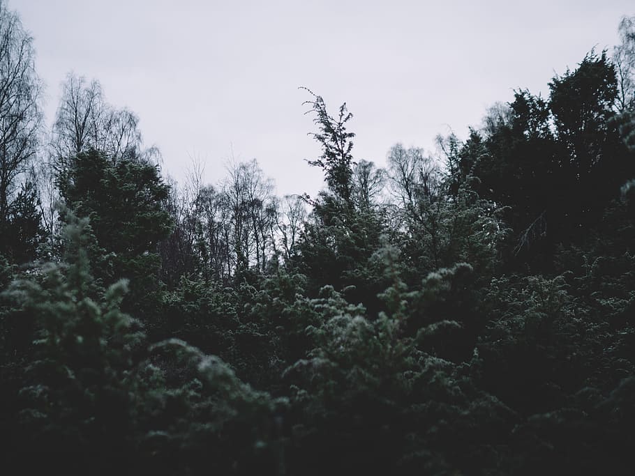 landscape photography of green trees under cloudy sky, filtered low-angle photography of green trees HD wallpaper