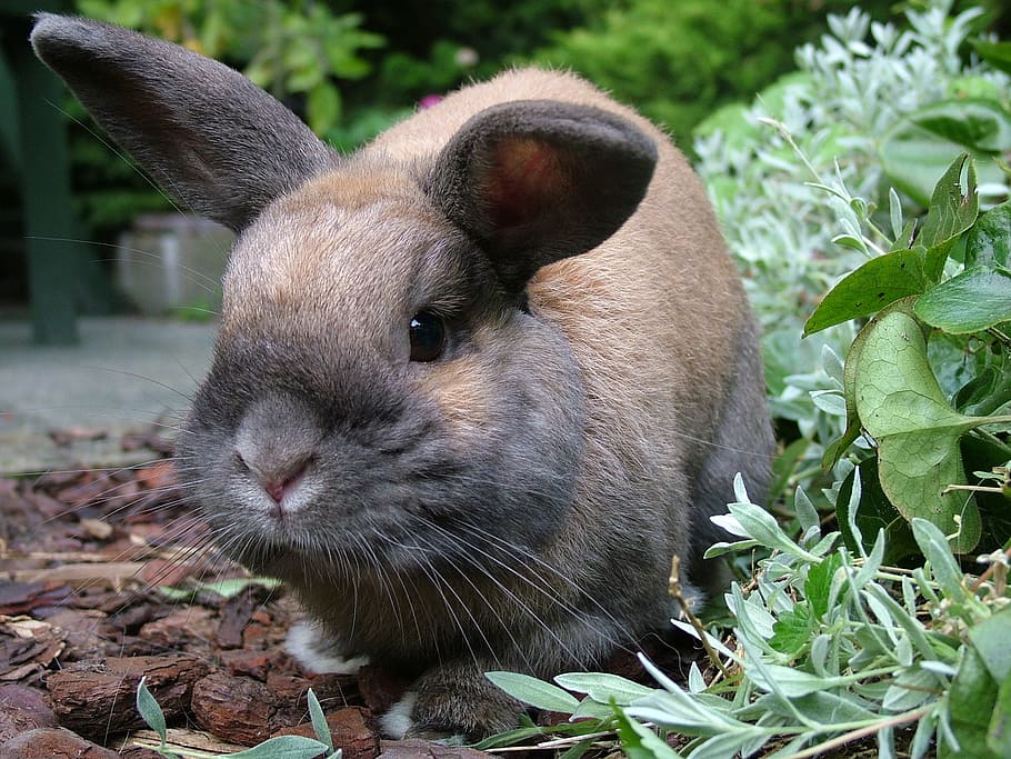 brown rabbit near the grass, animal, one animal, animal themes HD wallpaper