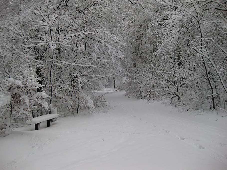 trees covering snow during daytime, winter, wintry, white, forest HD wallpaper