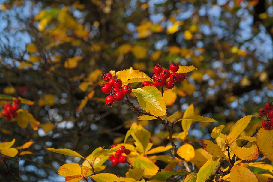 Free download | HD wallpaper: Berries, Fruits, Red, Tree, Leaves, berry ...