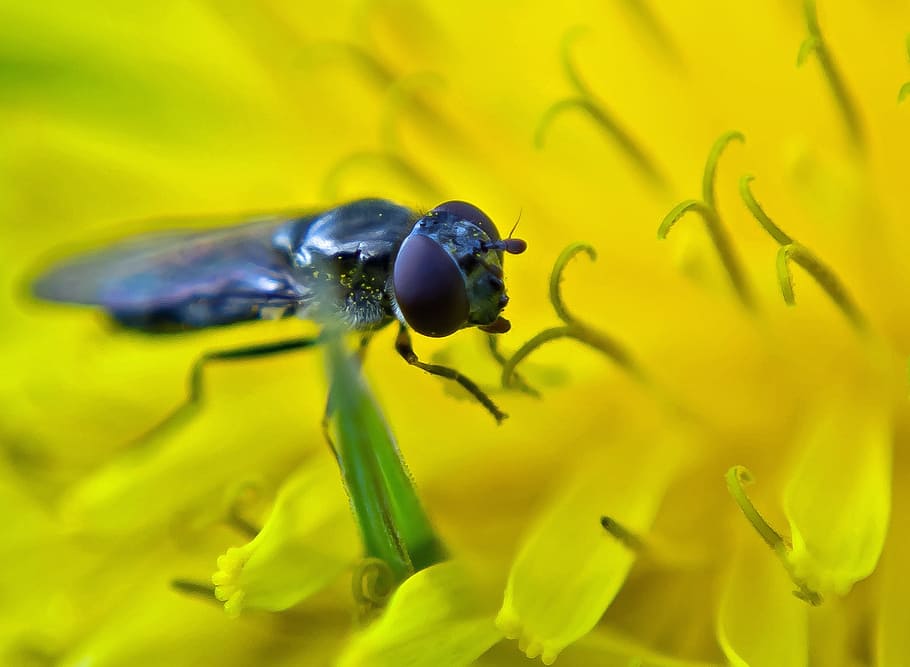 Fly, Macro, Insect, Animal, Yellow, background, leaf, nature HD wallpaper