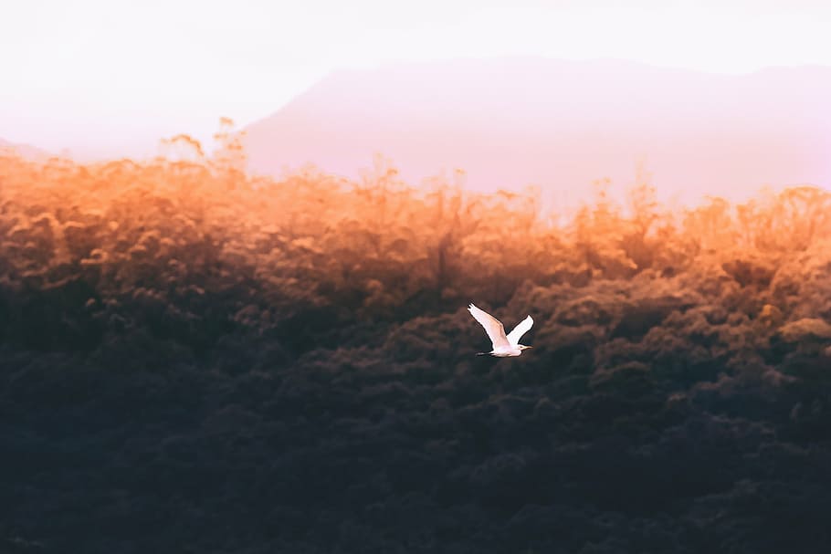 white bird flying on air overlooking trees and mountain at daytime HD wallpaper