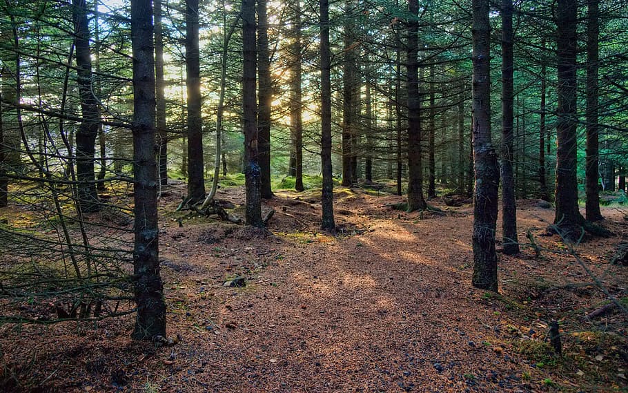dense, forest, green, land, tree, plant, tranquility, beauty in nature HD wallpaper