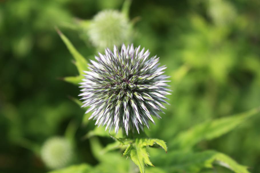 thistle, prickly, spiny, spur, flower, flowering plant, growth HD wallpaper