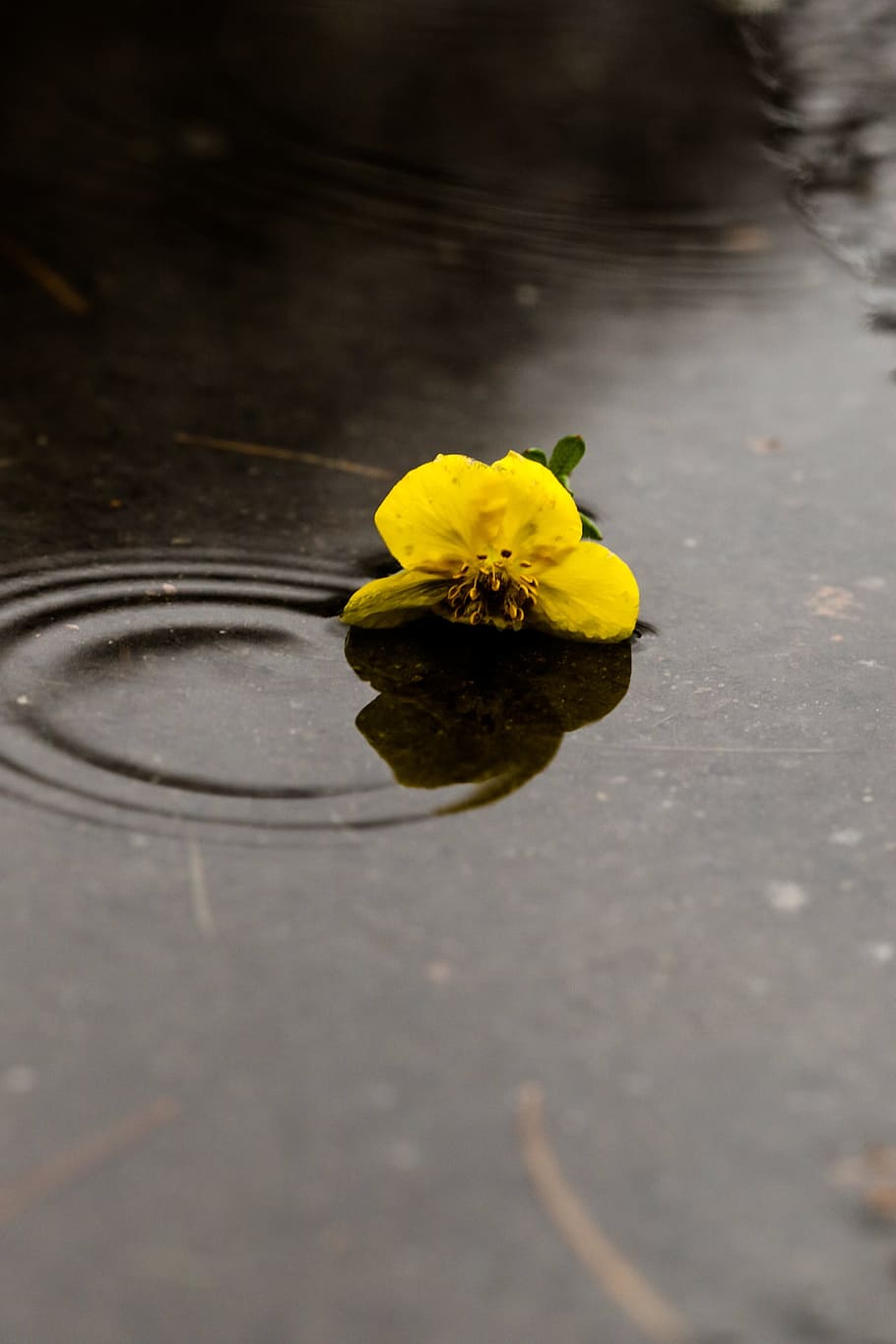 flower, puddle, rain, yellow, nature, flowering plant, vulnerability HD wallpaper