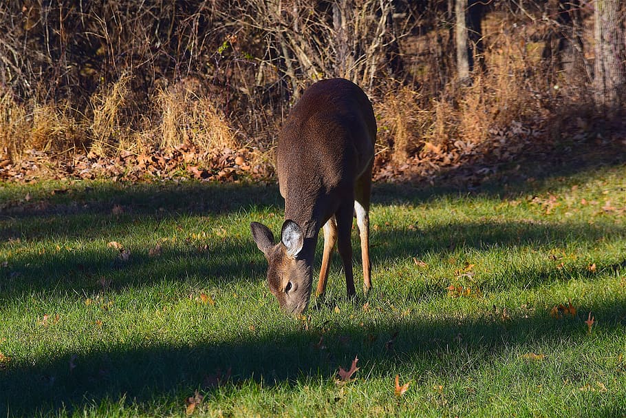 deer, morning, light, grass, nature, wildlife, autumn, mammal HD wallpaper