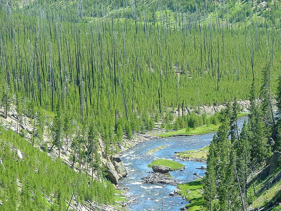 1080x2340px Free Download Hd Wallpaper Yellowstone National Park Wyoming Forest Trees 0856