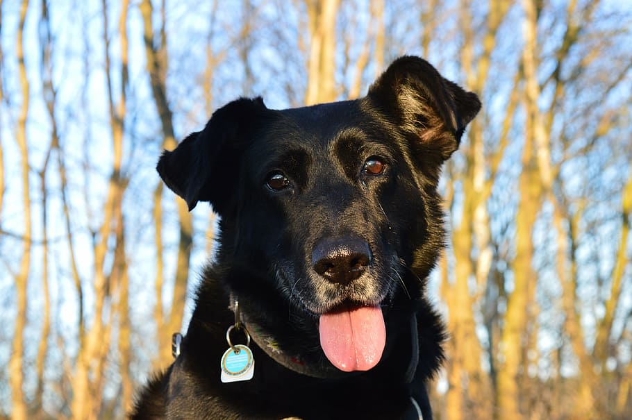 dog, black, pant, domestic animals, canine, one animal, pets HD wallpaper
