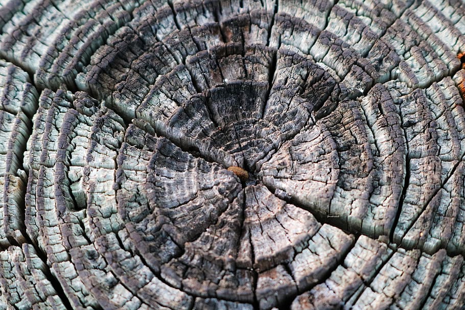 background pattern, texture, wood, surface, wooden, tree, old HD wallpaper