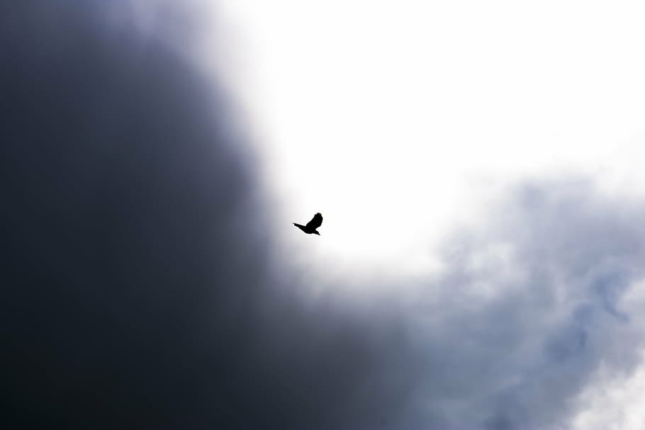 bird, flying, sky, clouds, nature, dom, animal themes, animal wildlife HD wallpaper