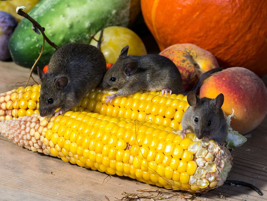 rats eating corns, Vegetables, Mice, Corn On The Cob, wild HD wallpaper