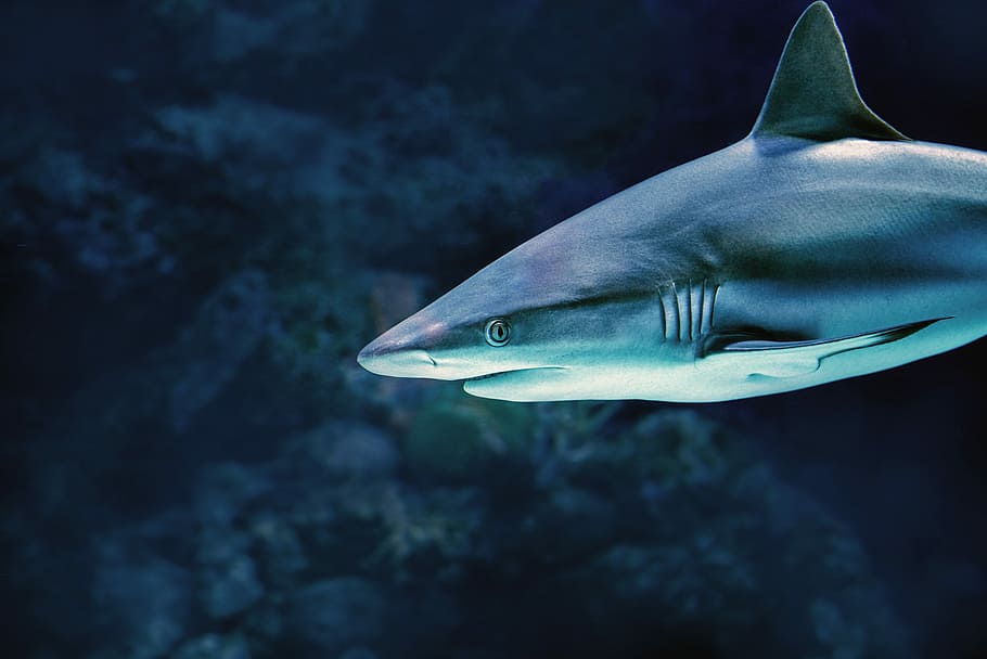 gray shark under water, great white shark, david clode, australia, HD wallpaper