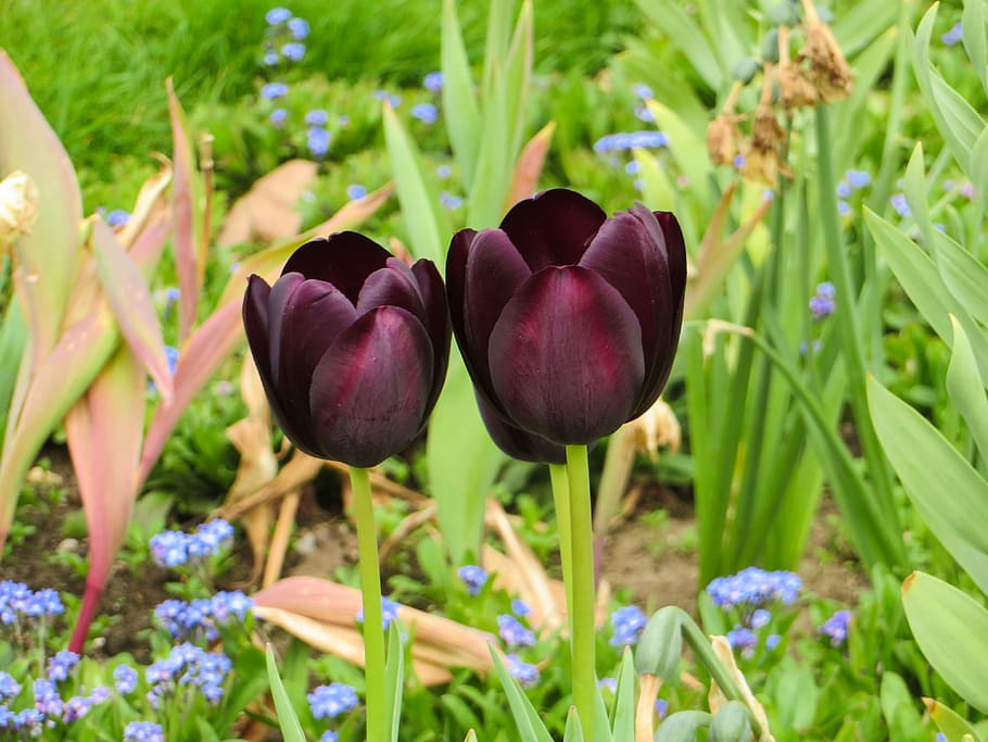 tulips, nature, flower, spring, plant, flora, garden, spring flowers HD wallpaper