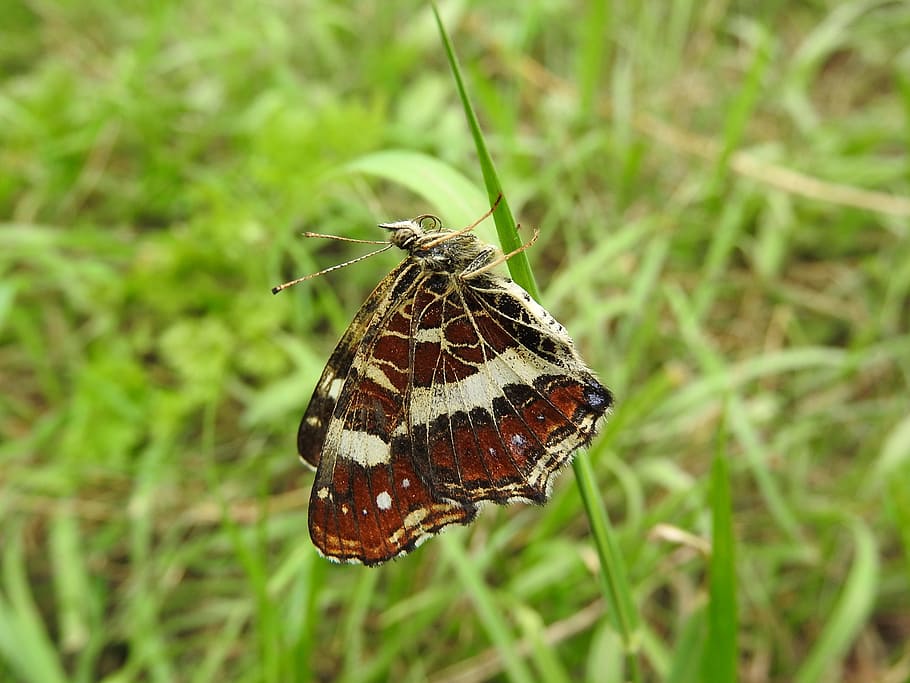 Butterfly, Proboscis, Antennae, Insect, butterfly wings, animals in the wild HD wallpaper