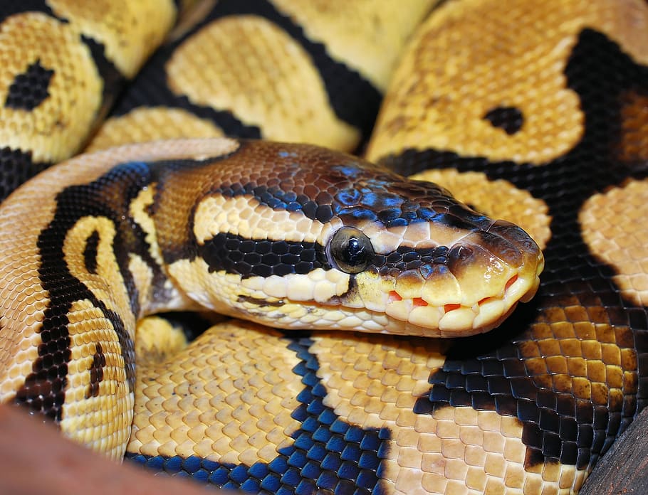 close up photo of a Burmese Python, snake, ball python, animal
