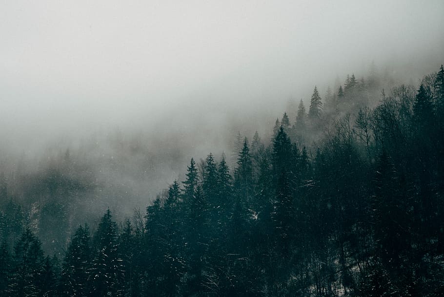 aerial photography of pine trees with mist, brown trees surrounded by mist HD wallpaper