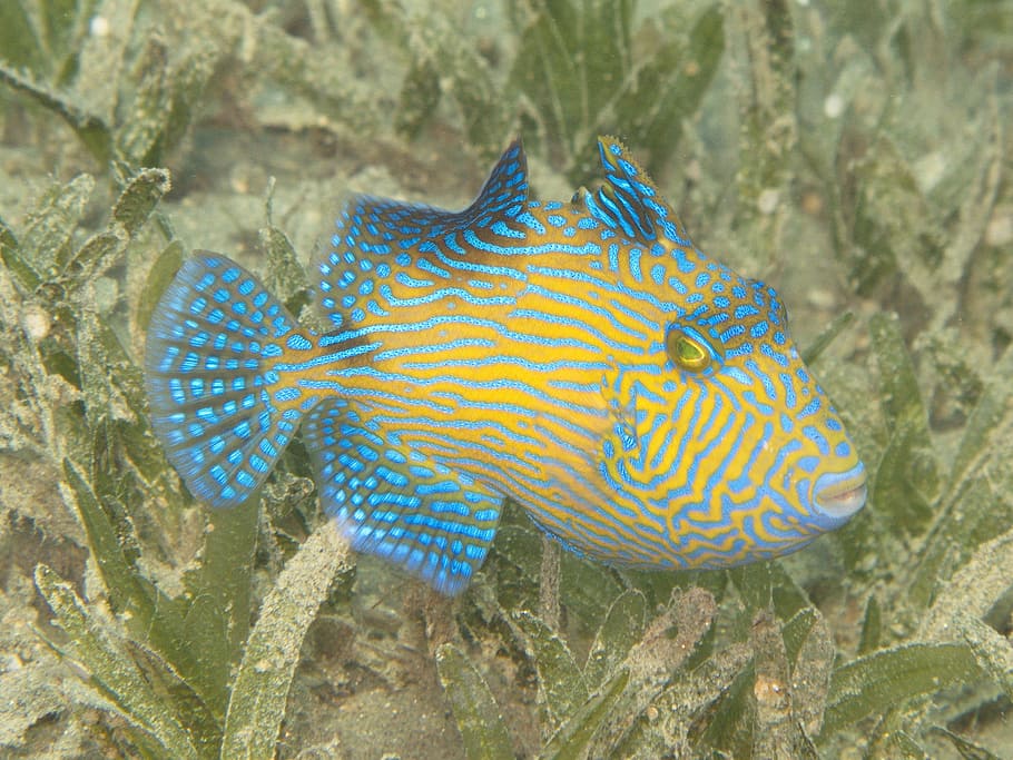 triggerfish, young fish, rotesmeer, underwater, animal themes