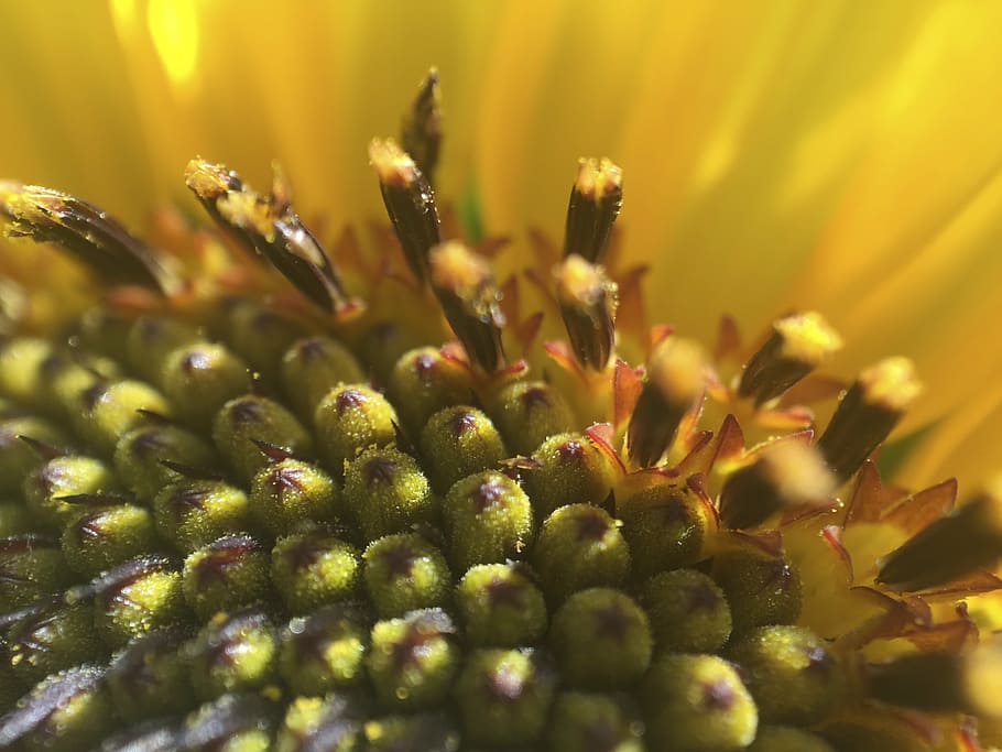 flower, macro, foreground, flowers, yellow flower, petal, nature HD wallpaper