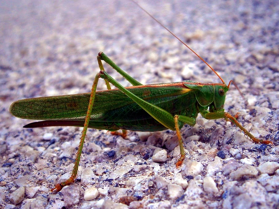 grasshopper, insect, animal themes, one animal, invertebrate HD wallpaper