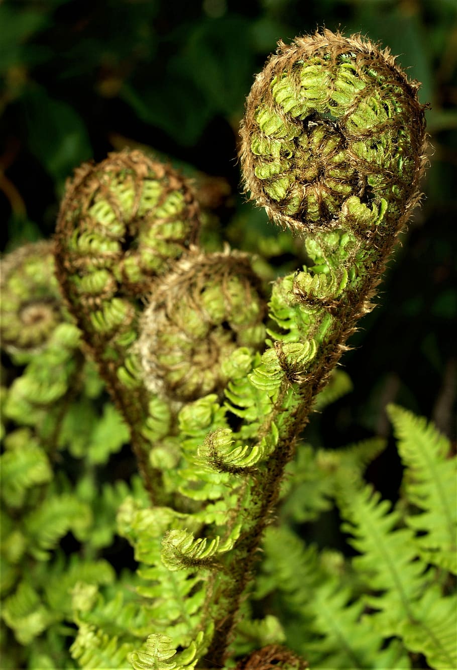 fern, flora, nature, leaf, tree, botanical, plant, growth, green color HD wallpaper