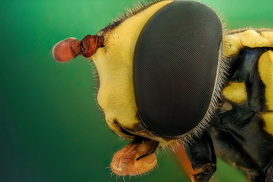 macro photography of yellow and black bee, eye, closeup, nature, HD wallpaper