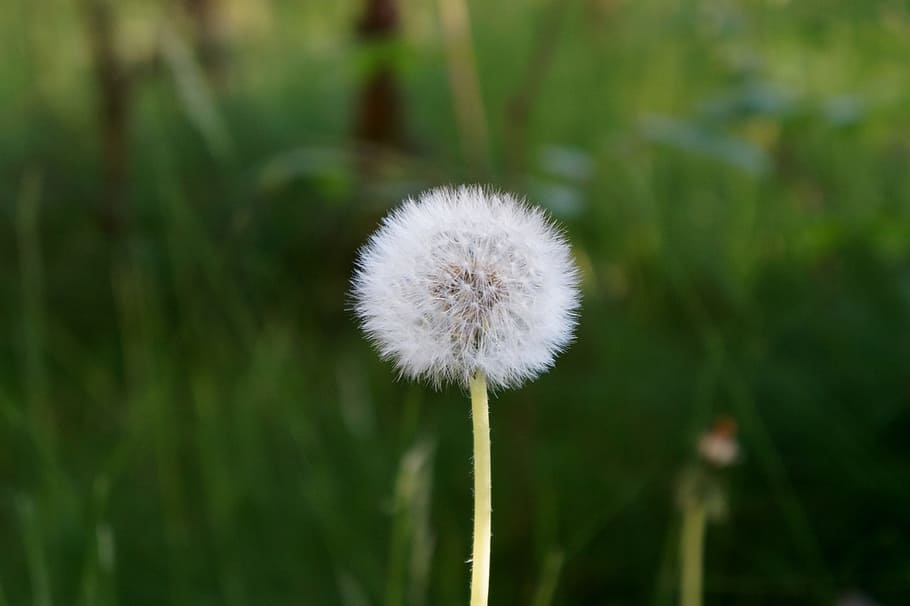 nature, grass, plant, blur, beautiful, bloom, blooming, close-up HD wallpaper