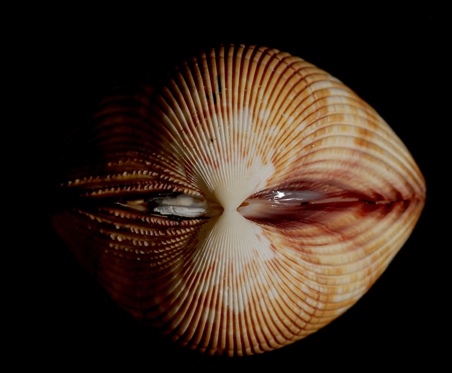 mollusk, conch, seashell, et, studio shot, black background HD wallpaper