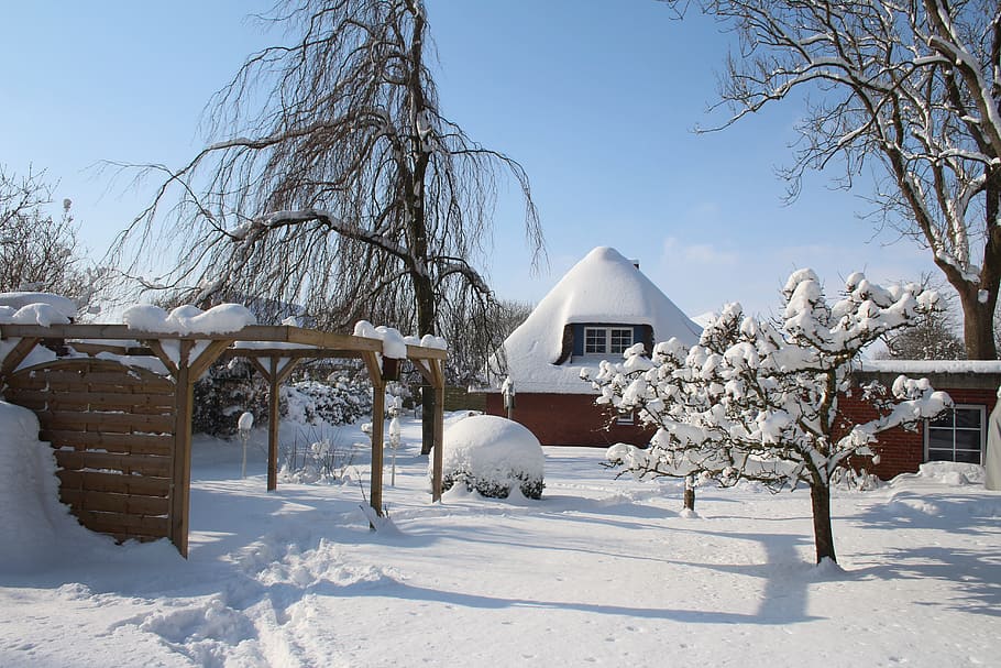 winter, snow, cold, tree, frost, ice, cold temperature, building exterior HD wallpaper