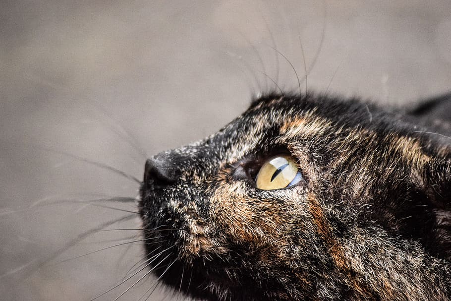 selective focus photography of tortoiseshell cat, eyes, summer HD wallpaper