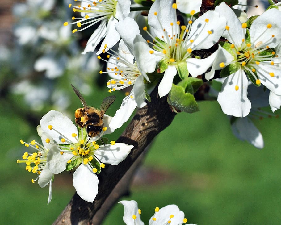 bee, pollination, flower, plum, garden, insect, pollen, work HD wallpaper