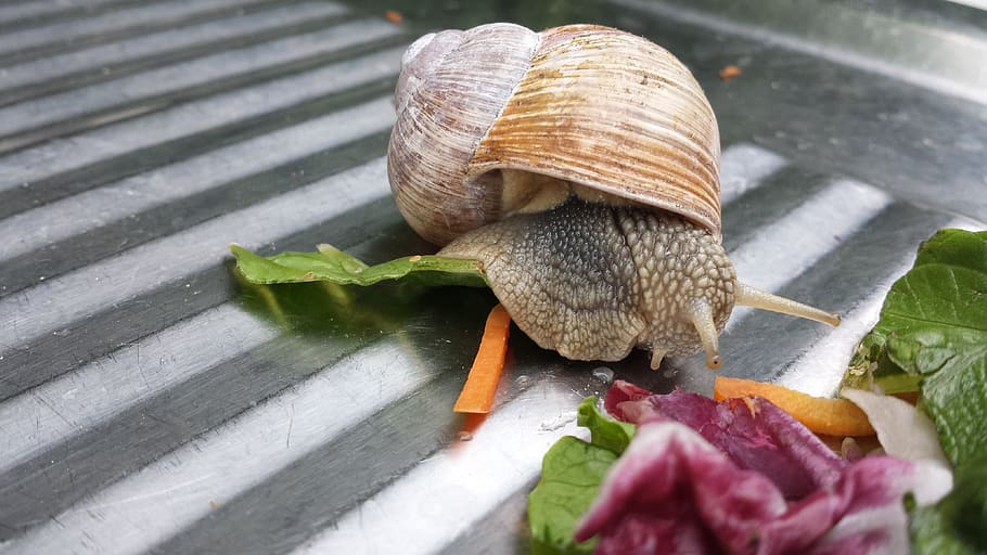 snail, house, shell, animal, animal wildlife, animal themes HD wallpaper