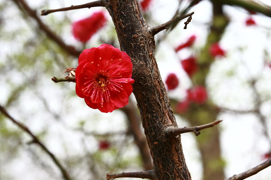 red, flower, beijing, plant, tree, flowering plant, fragility HD wallpaper