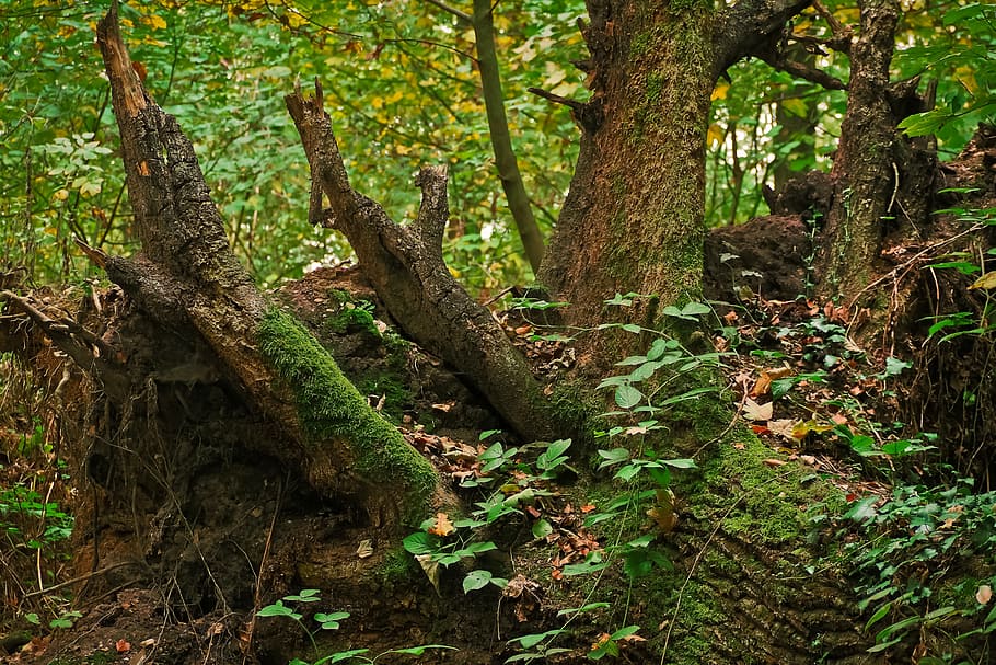 Tree Stump, Nature, Forest, Wood, log, broken, old, dead, dead tree HD wallpaper