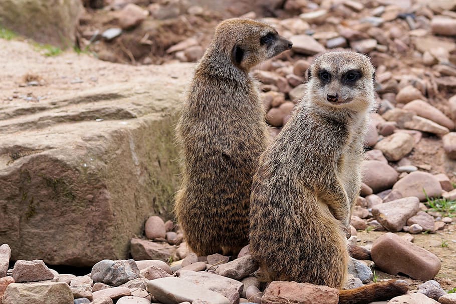 shallow focus photography of meerkats, animal, fur, nature, curious, HD wallpaper